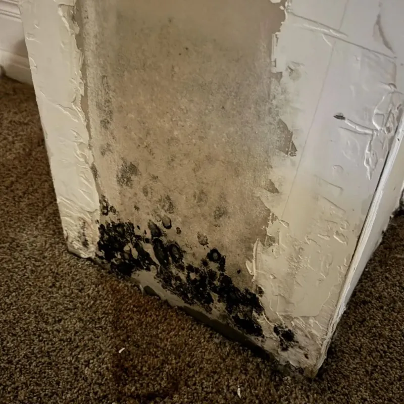 Professional Mold Removal in Morrill County, NE